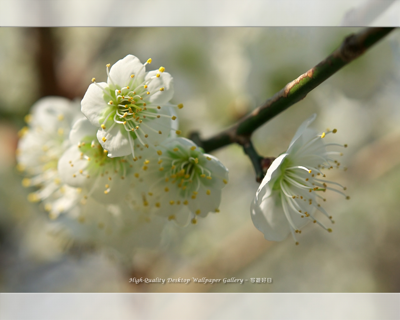 白梅－青軸－の壁紙／Wallpaper of Ume Apricot (1280×1024)