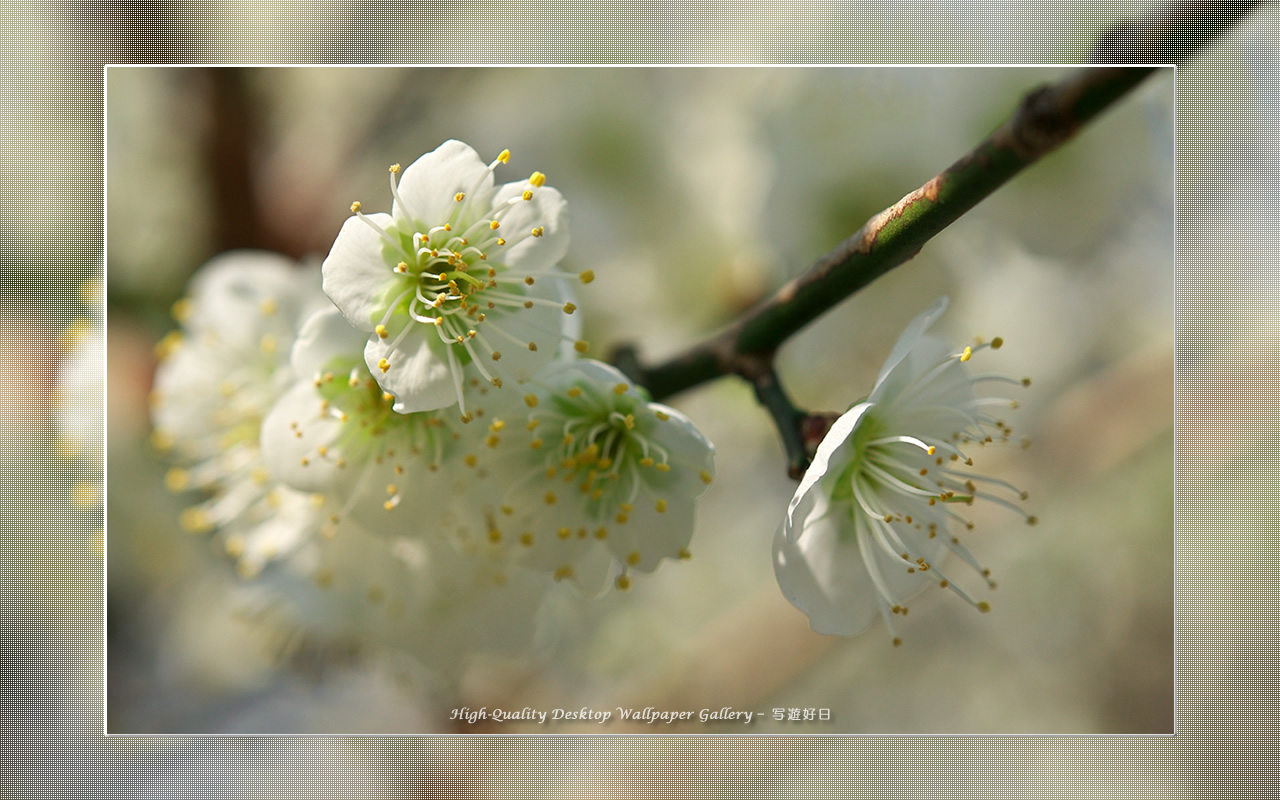 白梅-青軸-の壁紙/Wallpaper of Ume Apricot (1280×800)