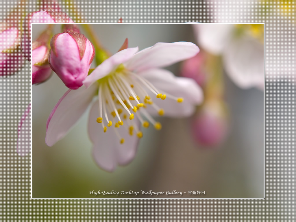 「寒桜」の壁紙/Wallpaper of Cherry Blossoms (1024×768)