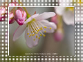 「寒桜」の壁紙ダウンロード | Go to the download page of Cherry Blossom