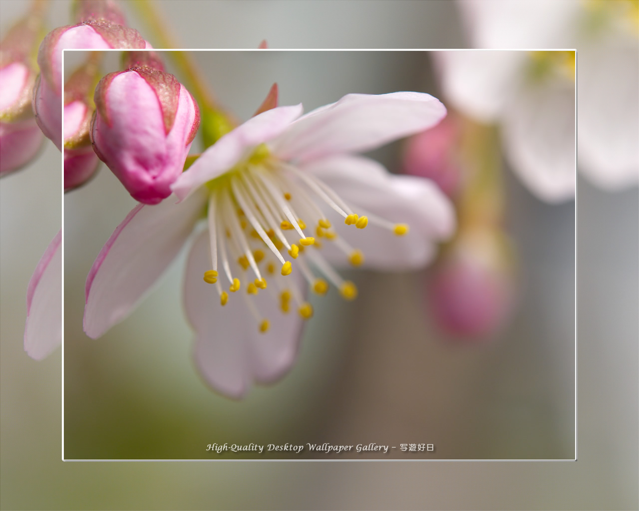 寒桜の壁紙/Wallpaper of Cherry Blossoms (1280×1024)
