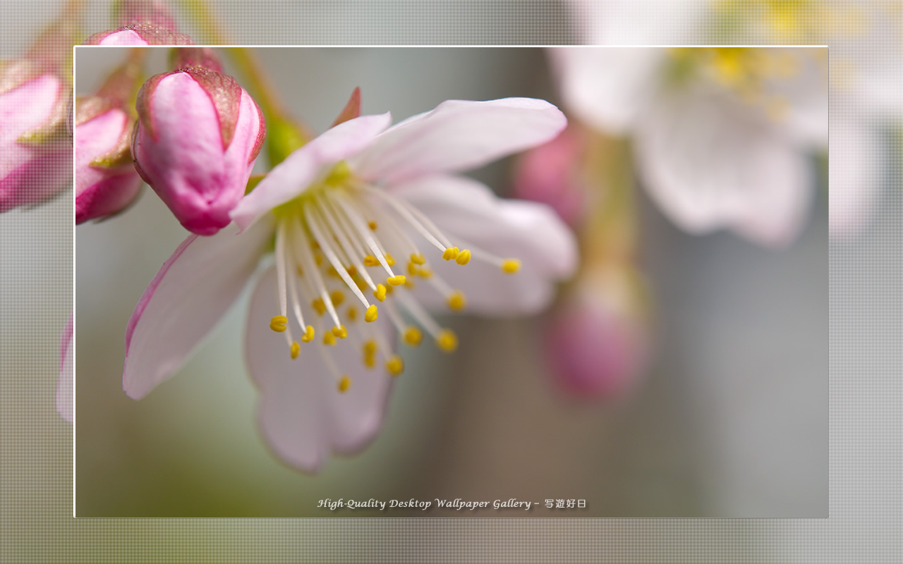寒桜の壁紙/Wallpaper of Cherry Blossoms (1280×800)