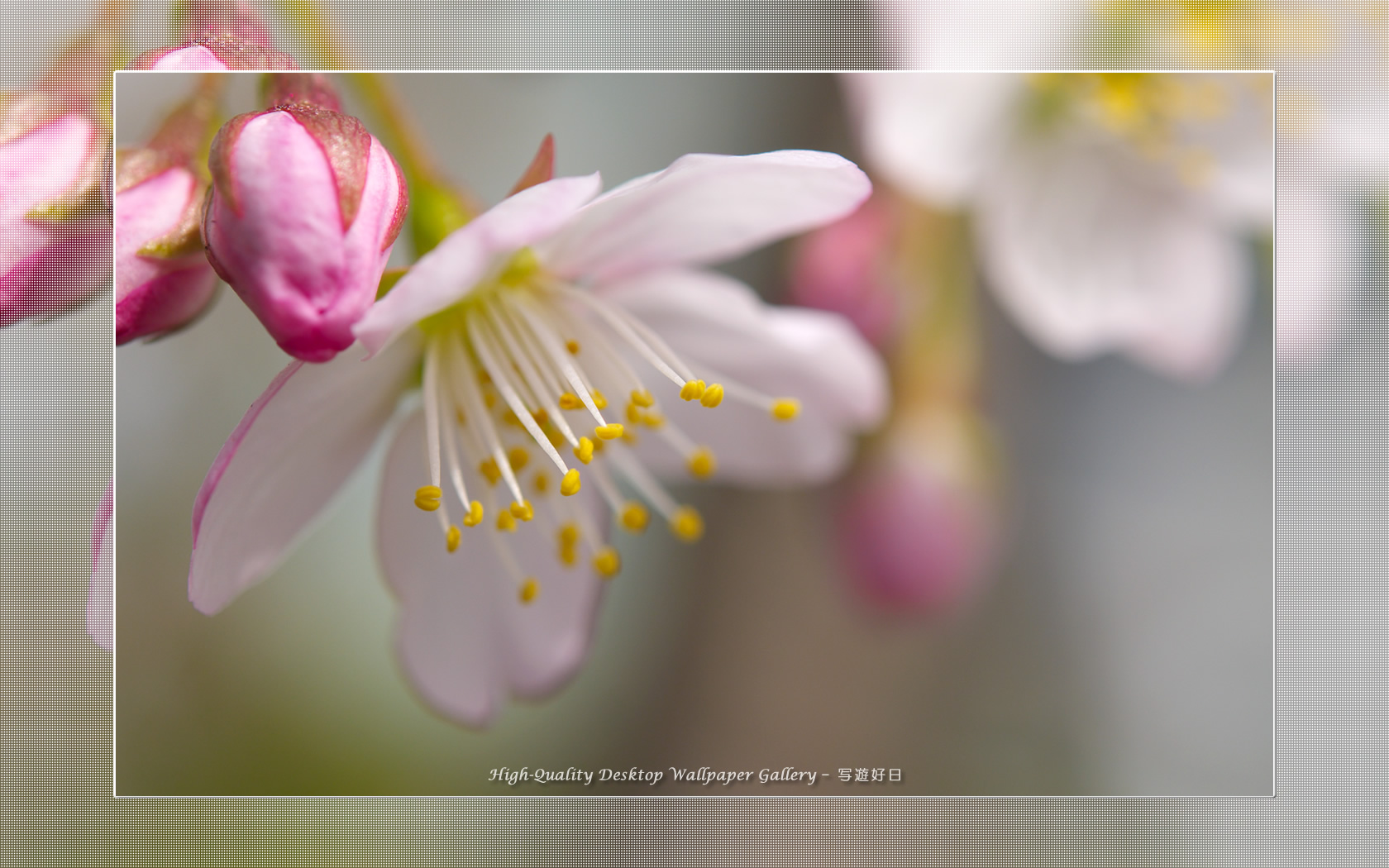 寒桜の壁紙／Wallpaper of Cherry Blossoms (1680×1050)