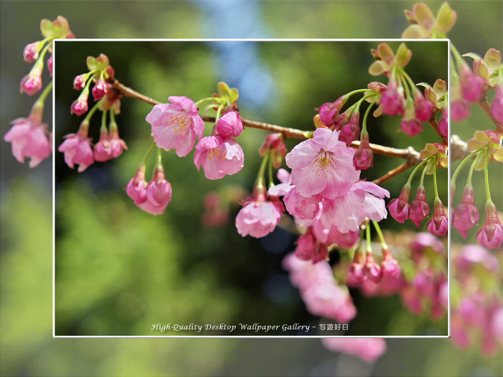 「ヒガンザクラ」の壁紙/Wallpaper of Cherry Blossoms (1024×768)