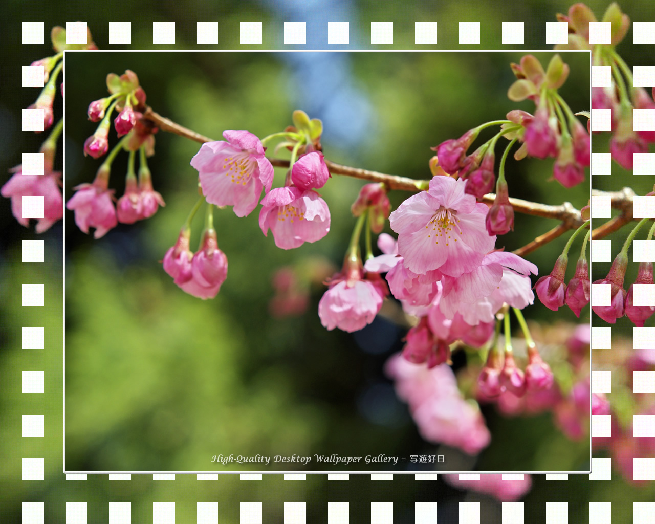 ヒガンザクラの壁紙/Wallpaper of Cherry Blossoms (1280×1024)