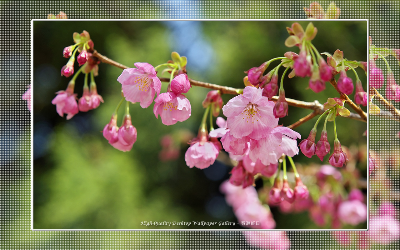 ヒガンザクラの壁紙/Wallpaper of Cherry Blossoms (1280×800)