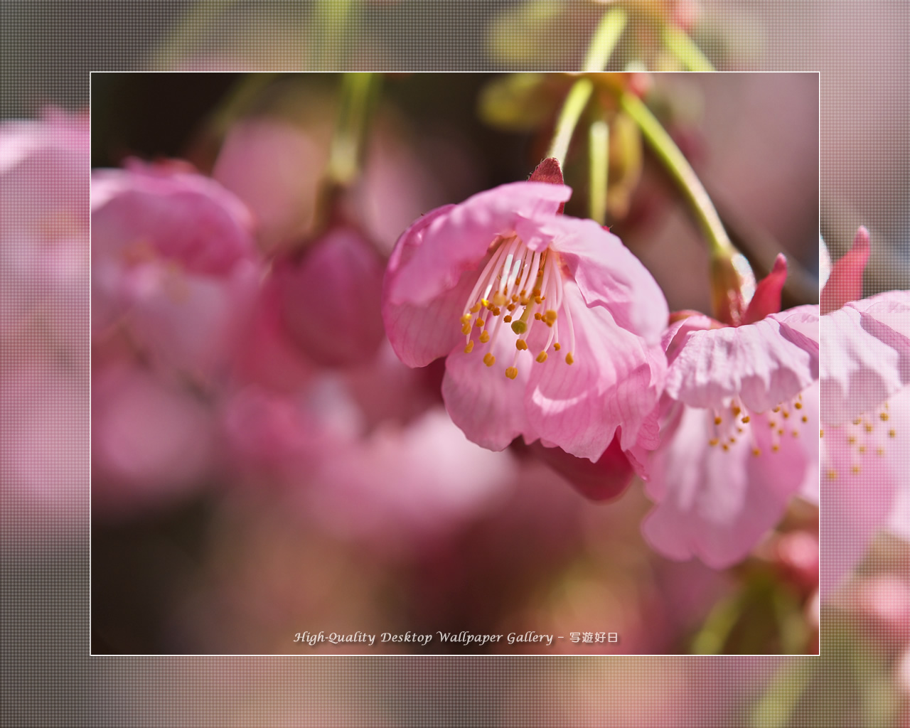 ヒガンザクラの壁紙／Wallpaper of Cherry Blossoms (1280×1024)