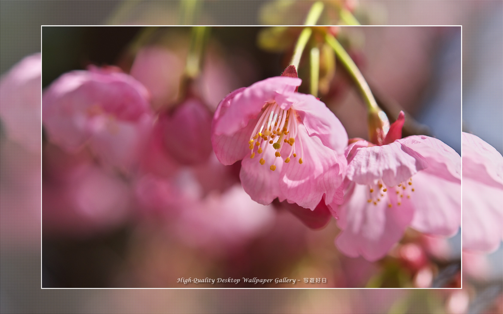 ヒガンザクラの壁紙／Wallpaper of Cherry Blossoms (1680×1050)