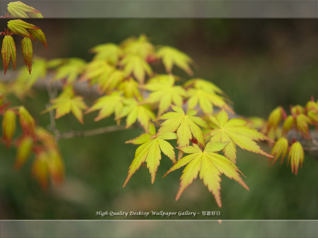 「若葉」の壁紙／Wallpaper of Young Leaves (1024×768)