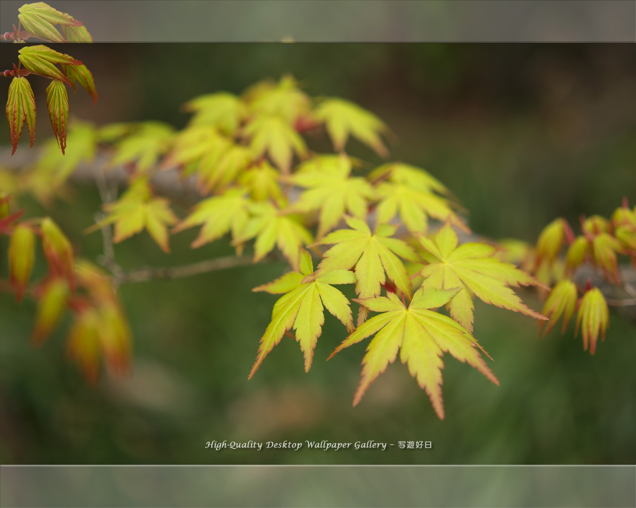 若葉の壁紙／Wallpaper of Young Leaves (1280×1024)