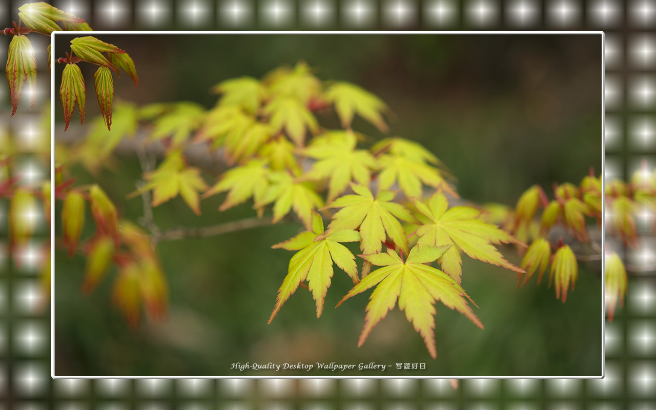 若葉の壁紙/Wallpaper of Young Leaves (1280×800)