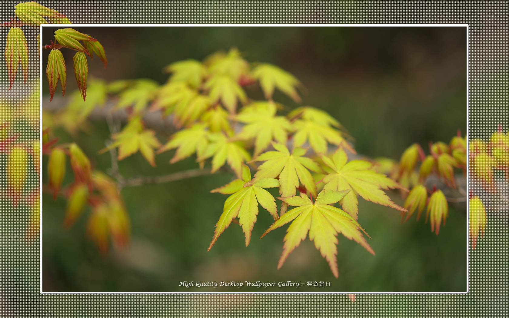 若葉の壁紙/Wallpaper of Young Leaves (1680×1050)