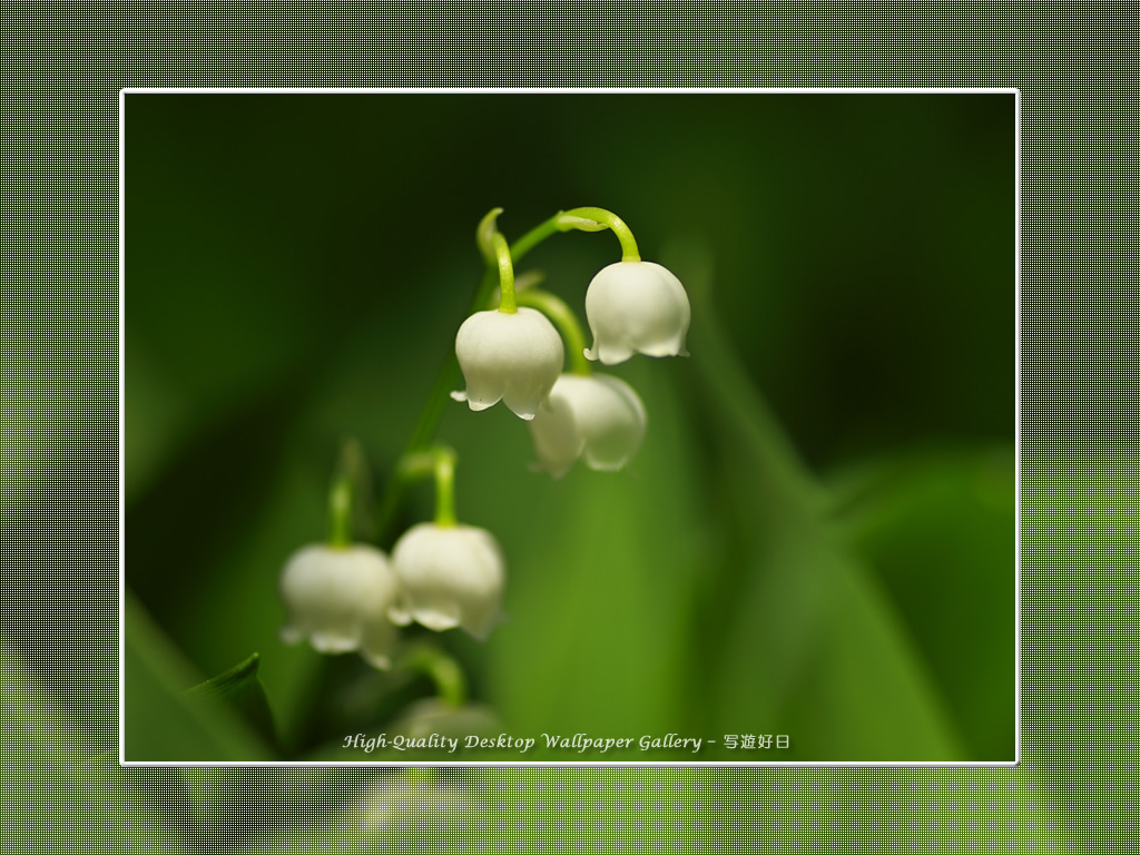 「スズラン(鈴蘭)」の壁紙/Wallpaper of Lily Bell (1024×768)