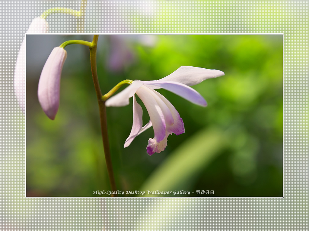 「クチベニシラン（口紅紫蘭）」の壁紙／Wallpaper of Chinese Ground Orchid (1024×768)