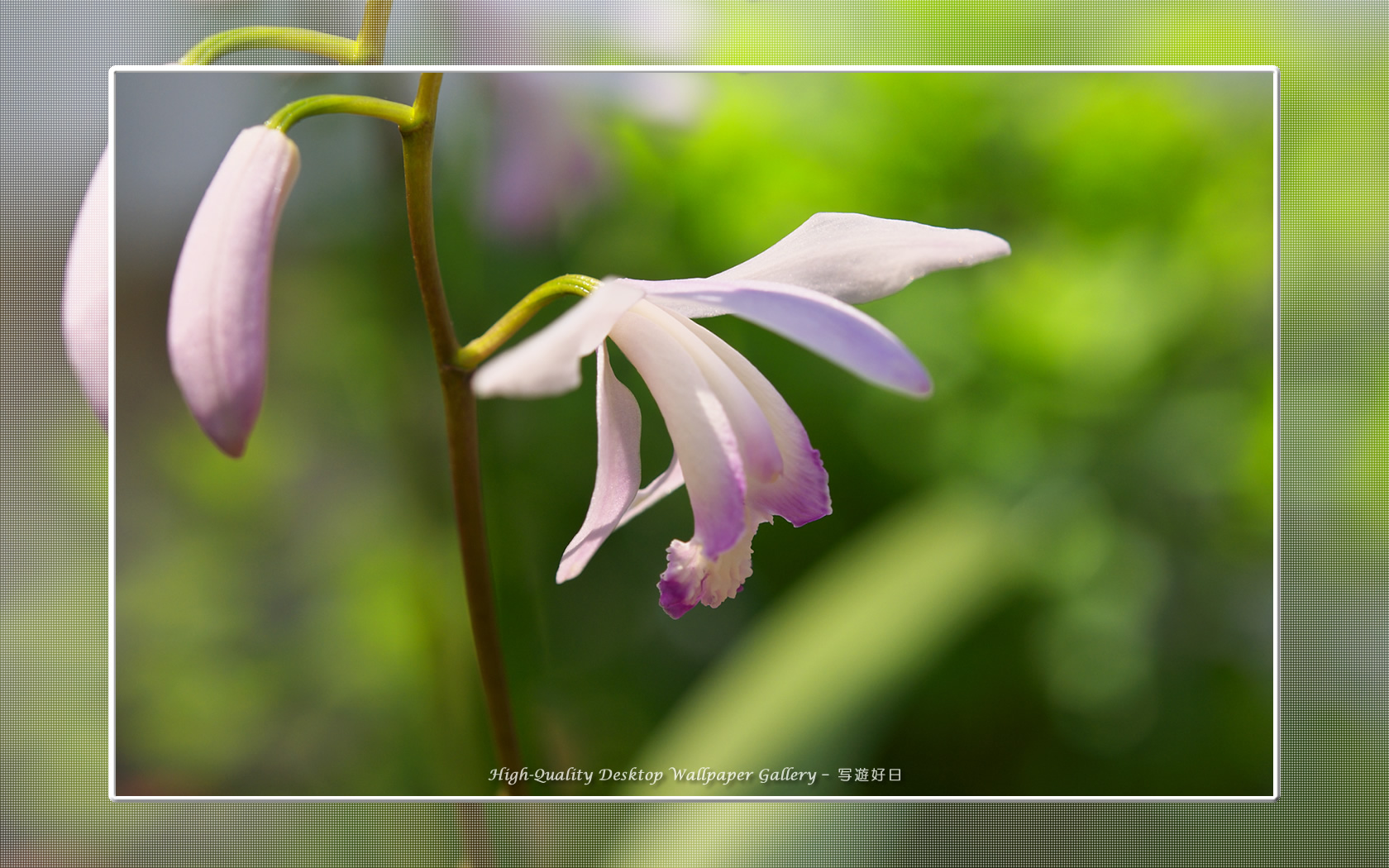 クチベニシラン（口紅紫蘭）の壁紙／Wallpaper of Chinese Ground Orchid (1680×1050)