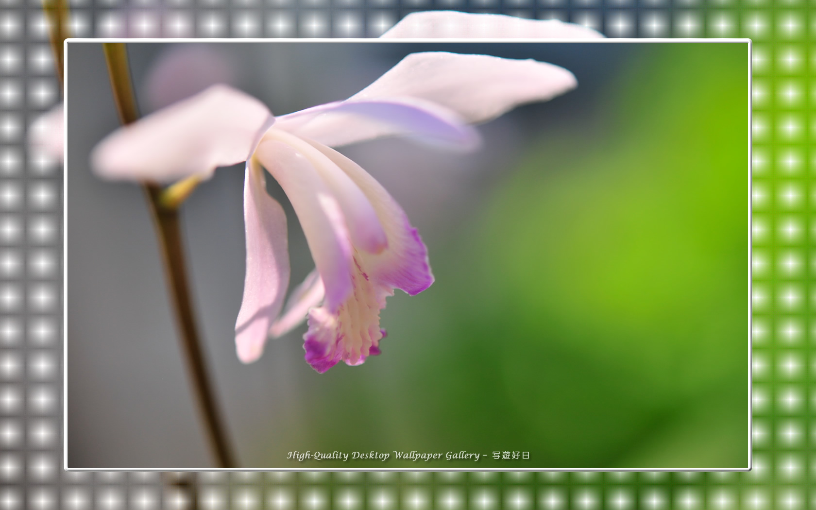 クチベニシラン（口紅紫蘭）の壁紙／Wallpaper of Chinese Ground Orchid (1680×1050)