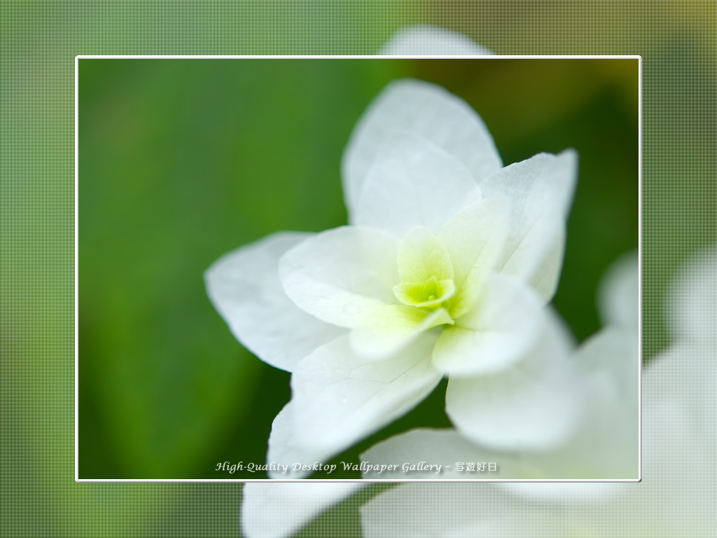 「カシワバアジサイ（柏葉紫陽花）」の壁紙／Wallpaper of Hydrangea (1024×768)