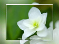 「柏葉紫陽花」の壁紙ダウンロード | Go to the download page of Hydrangea
