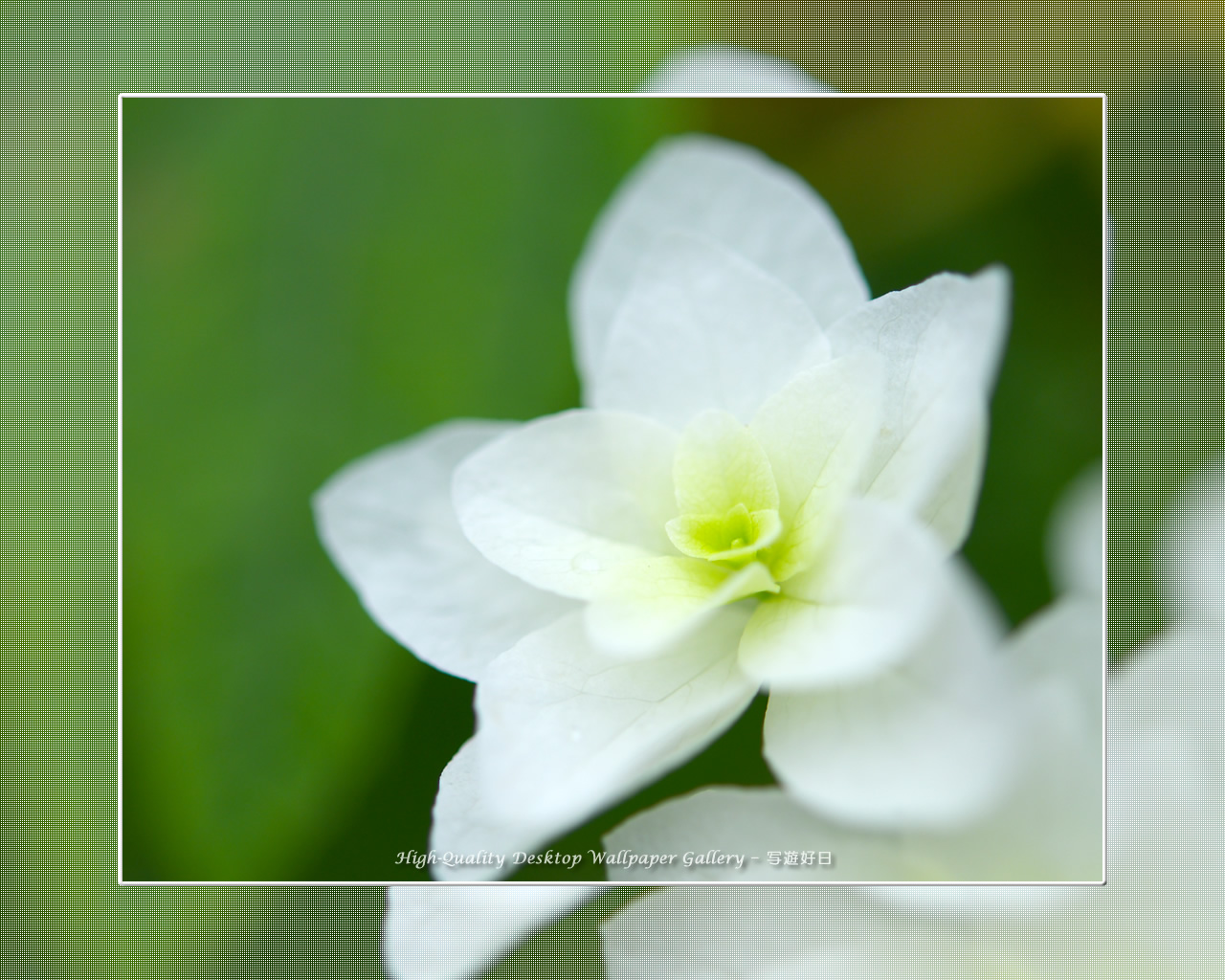 カシワバアジサイ（柏葉紫陽花）の壁紙／Wallpaper of Hydrangea (1280×1024)