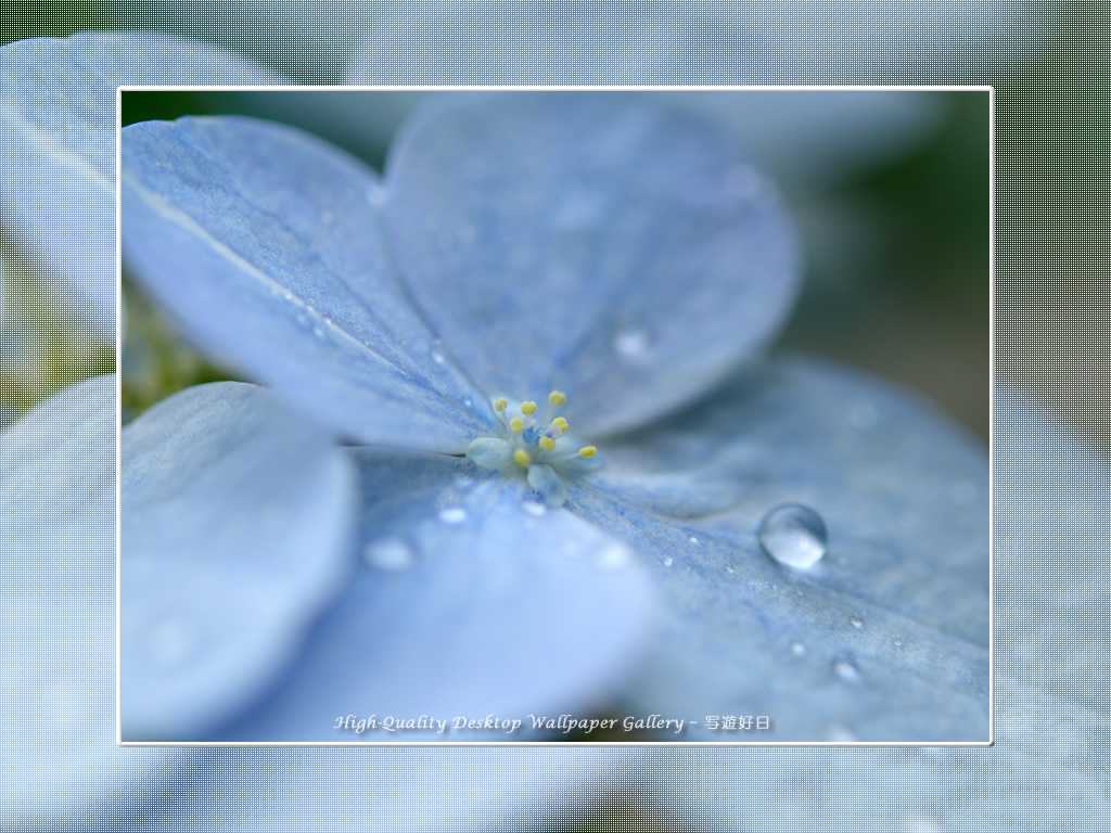 「アジサイ（紫陽花）」の壁紙／Wallpaper of Hydrangea (1024×768)