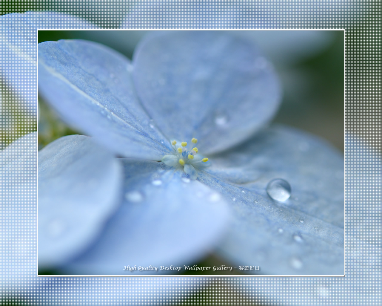 アジサイ(紫陽花)の壁紙/Wallpaper of Hydrangea (1280×1024)