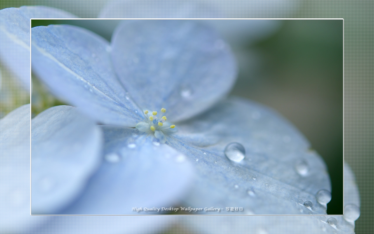 アジサイ（紫陽花）の壁紙／Wallpaper of Hydrangea (1280×800)