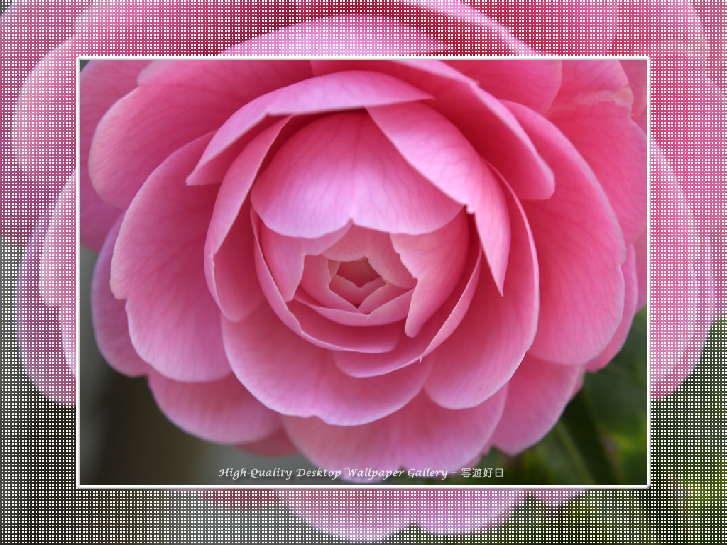 乙女椿の壁紙/Wallpaper of Camellia(1024×768)