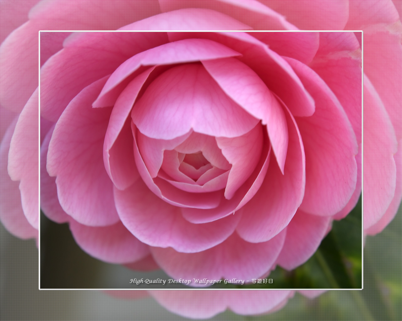 乙女椿の壁紙／Wallpaper of Camellia(1280×1024)