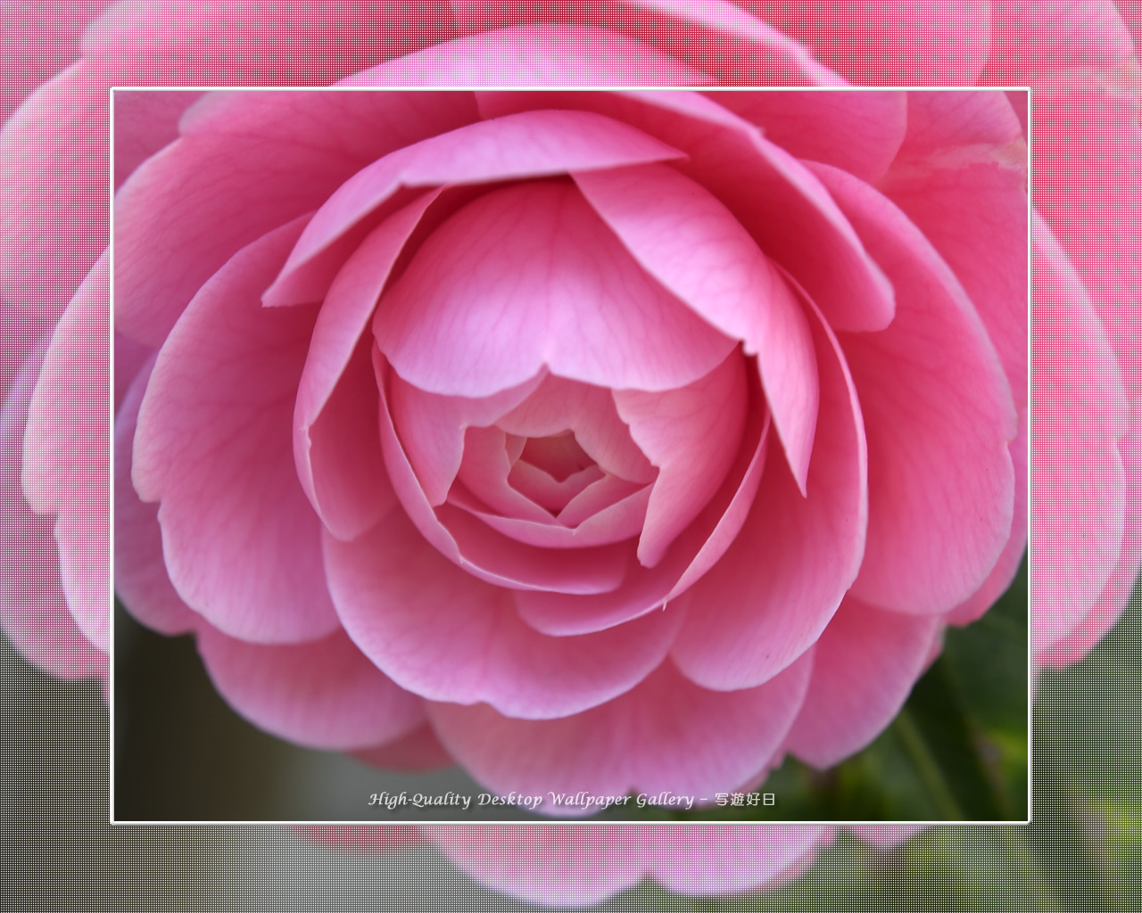 乙女椿の壁紙/Wallpaper of Camellia(1280×1024)