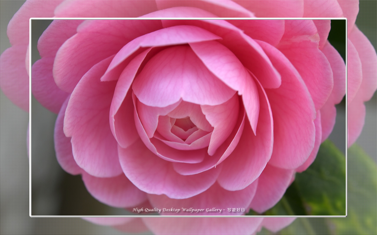 乙女椿の壁紙/Wallpaper of Camellia(1280×800)