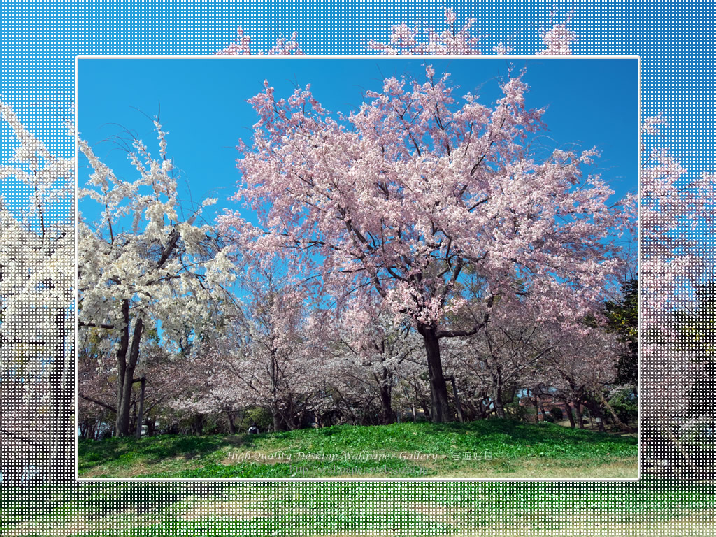 桜の壁紙/Wallpaper of Cherry Blossoms(1024×768)