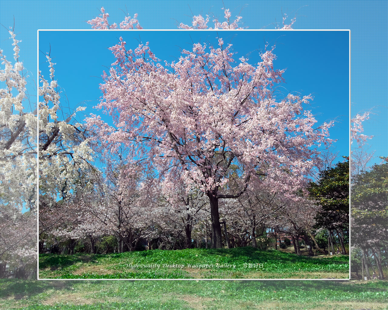 桜の壁紙／Wallpaper of Cherry Blossoms(1280×1024)