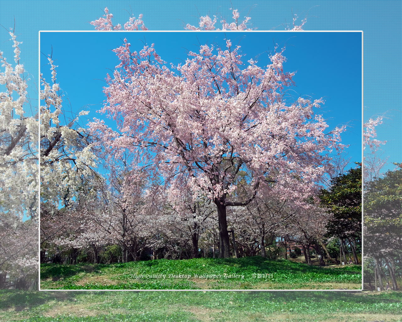 桜の壁紙/Wallpaper of Cherry Blossoms(1280×1024)