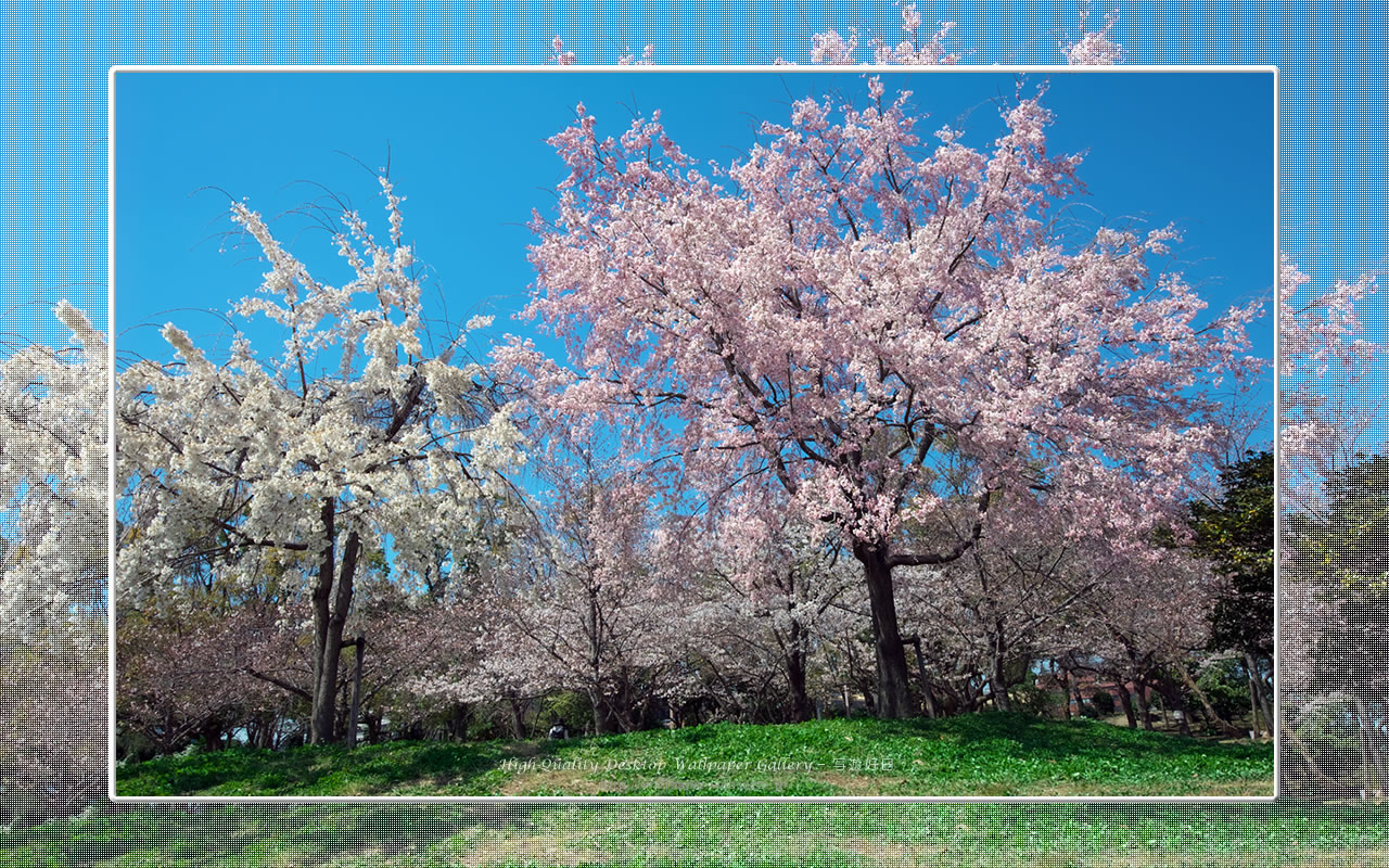 桜の壁紙/Wallpaper of Cherry Blossoms(1280×800)