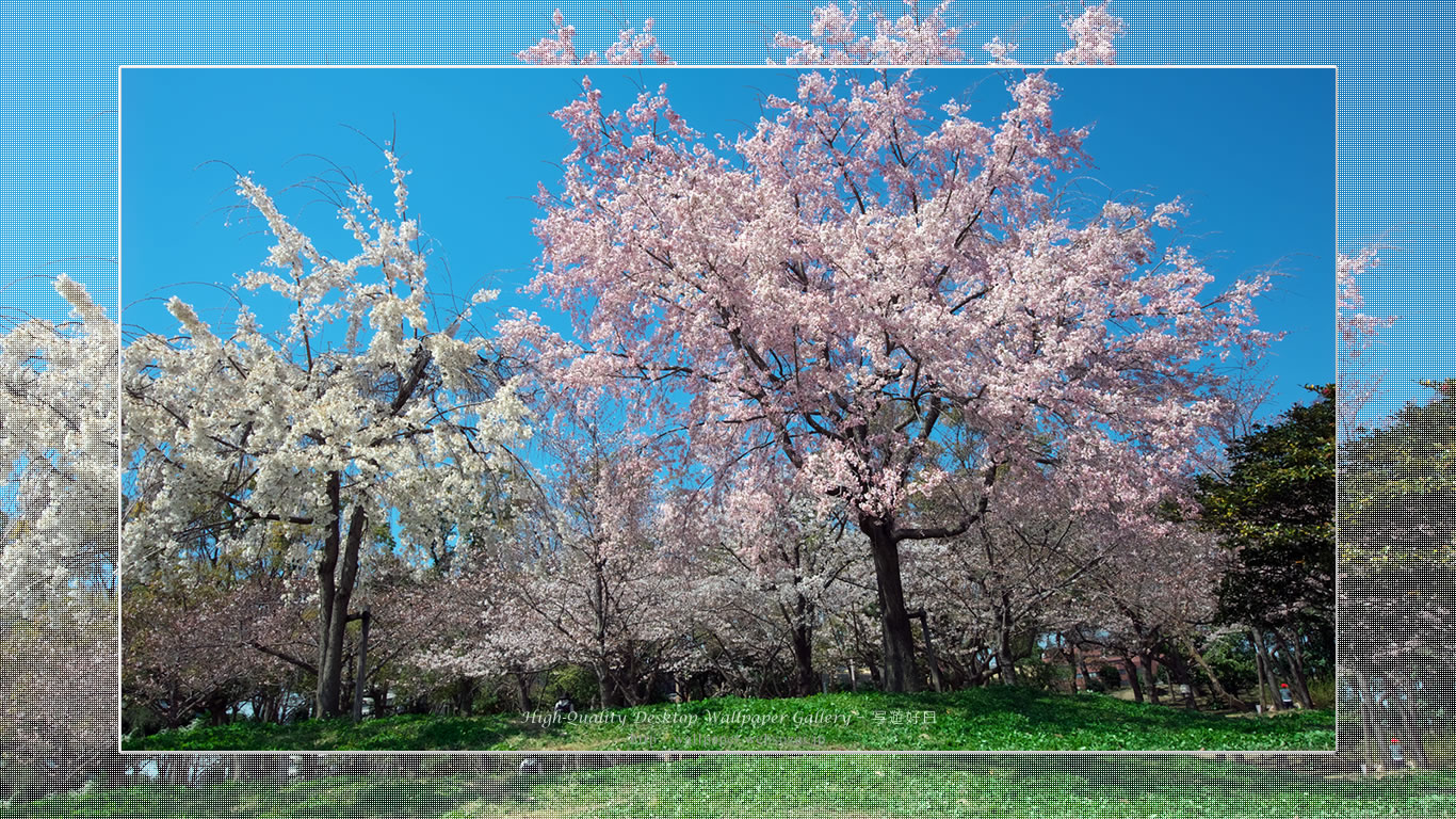 桜の壁紙/Wallpaper of Cherry Blossoms(1366×768)