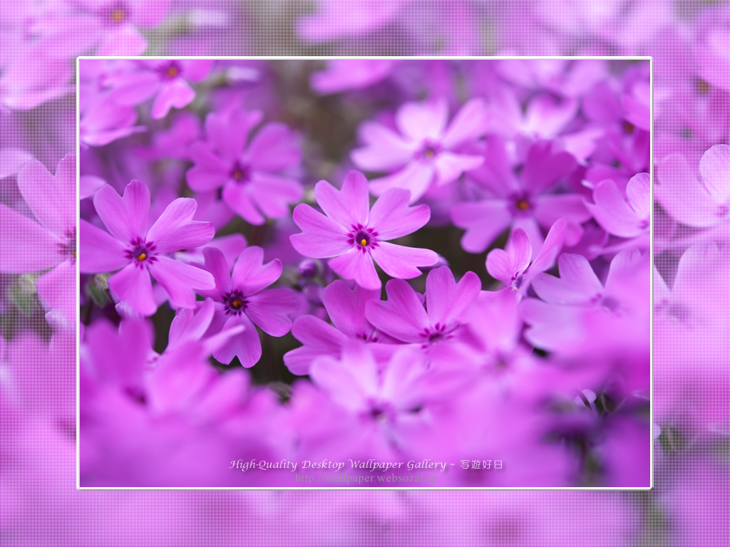 芝桜の壁紙/Wallpaper of Shibazakura(1024×768)