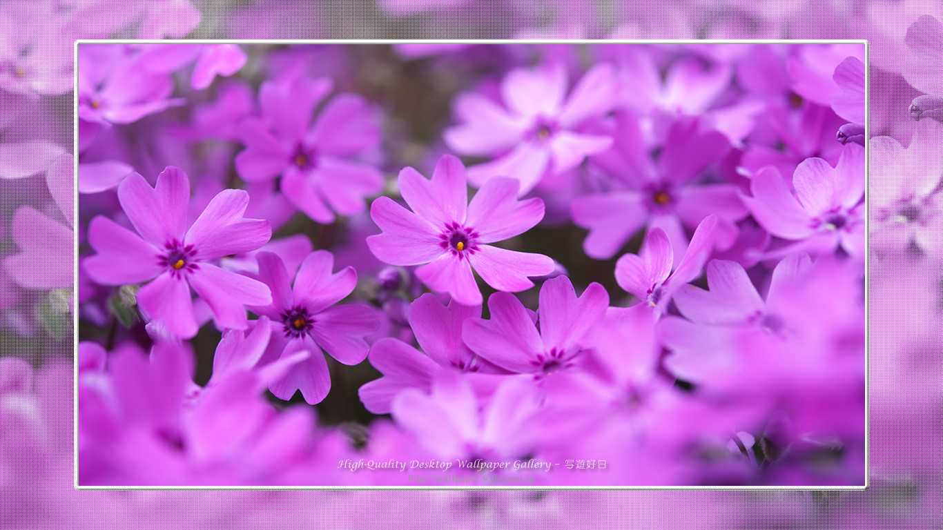 芝桜の壁紙／Wallpaper of Shibazakura(1366×768)