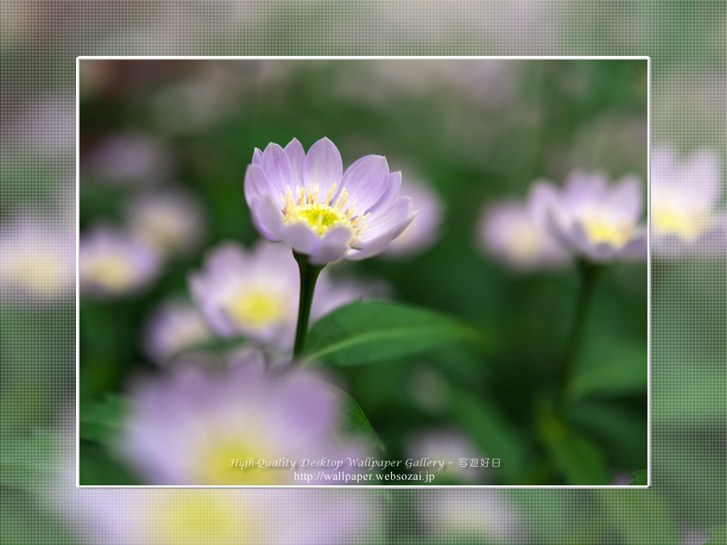 都忘れの壁紙/Wallpaper of Miyakowasure(1024×768)