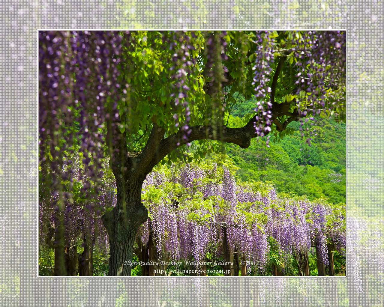 フジの花の壁紙(1280×1024)