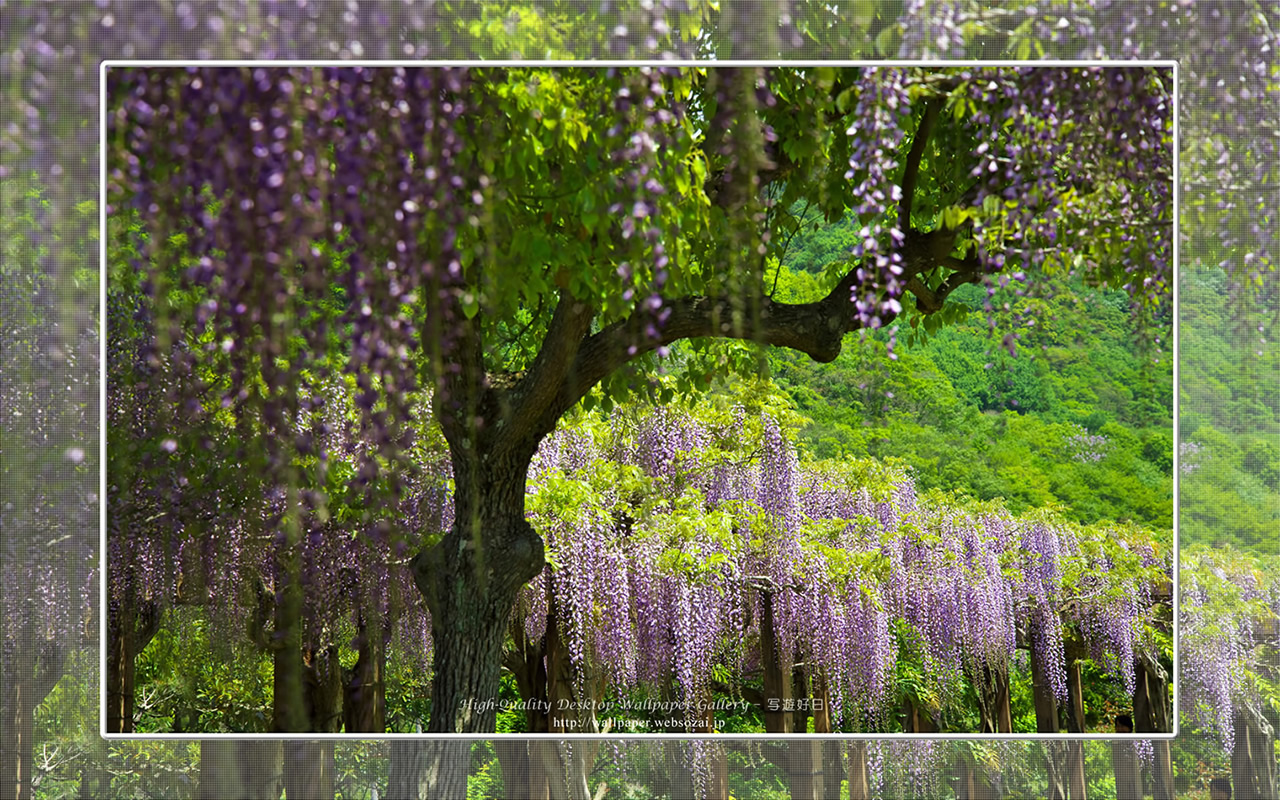 フジの花の壁紙(1280×800)