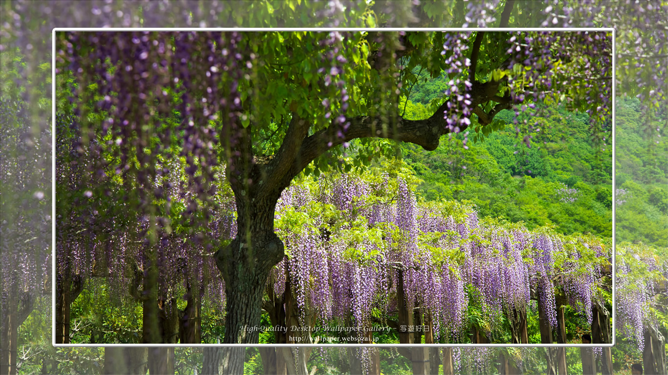 フジの花の壁紙(1366×768)