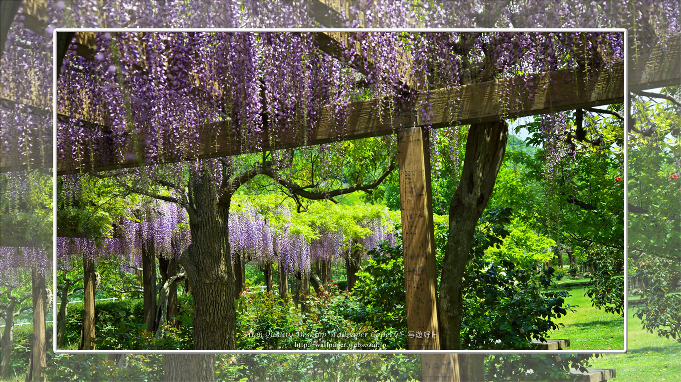 フジの花の壁紙(1366×768)