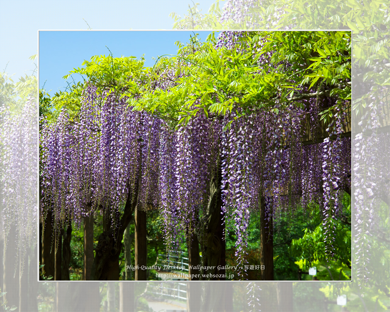 フジの花の壁紙(1280×1024)