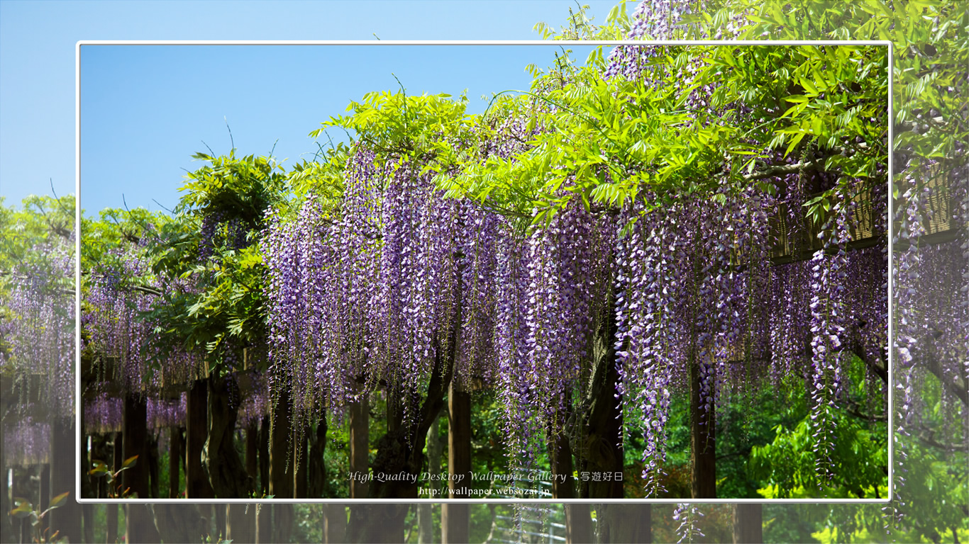 フジの花の壁紙(1366×768)