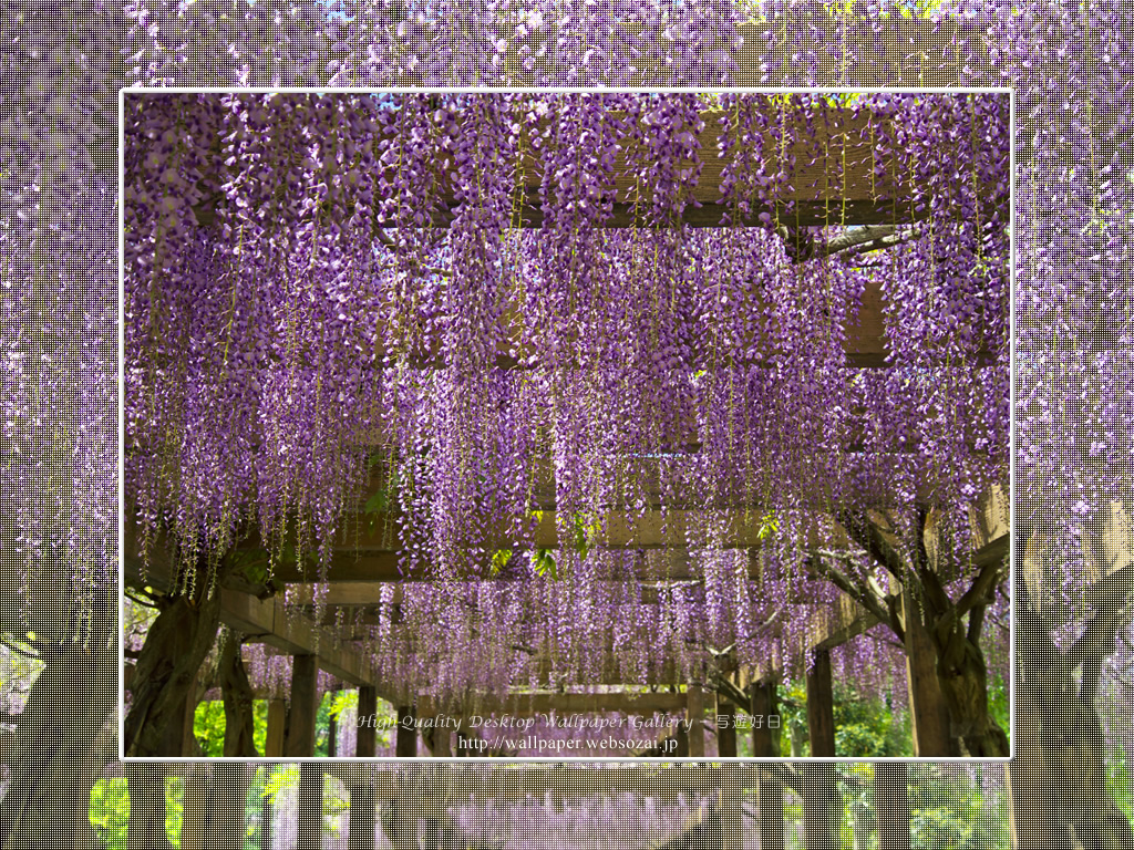 フジの花の壁紙(1024×768)