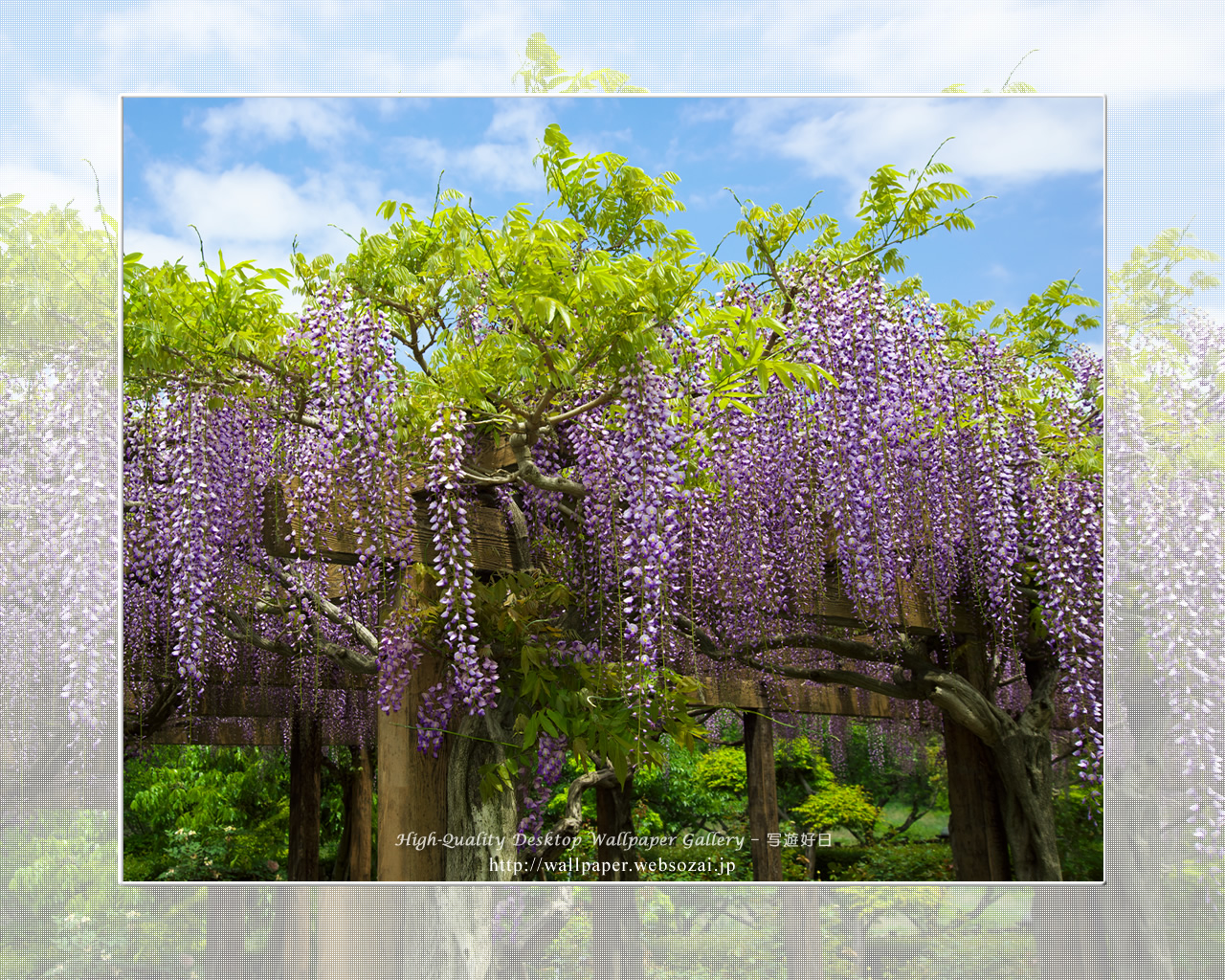 フジの花の壁紙(1280×1024)