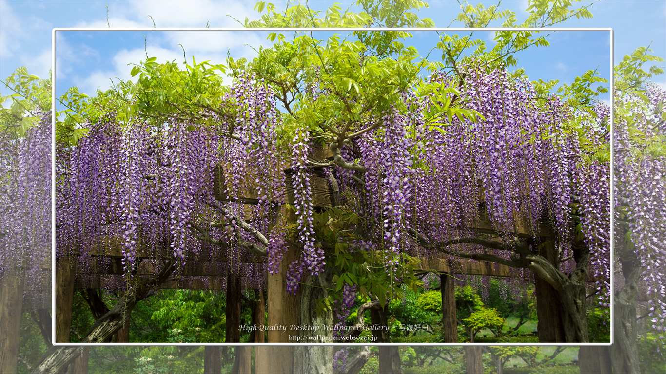 フジの花の壁紙(1366×768)