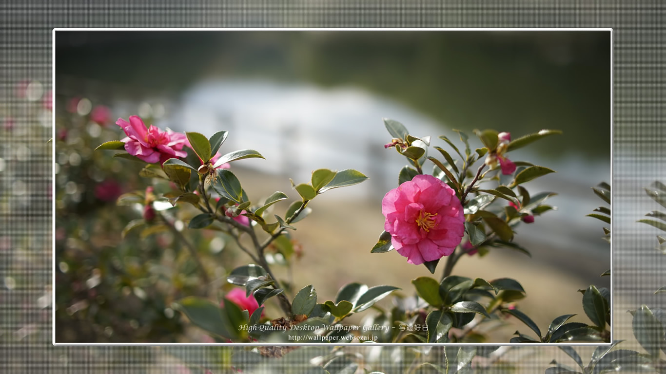 山茶花の壁紙(1366×768)