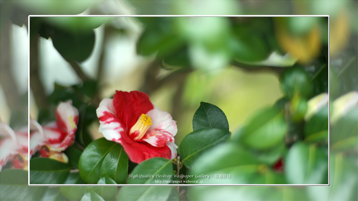 山茶花の壁紙(1366×768)