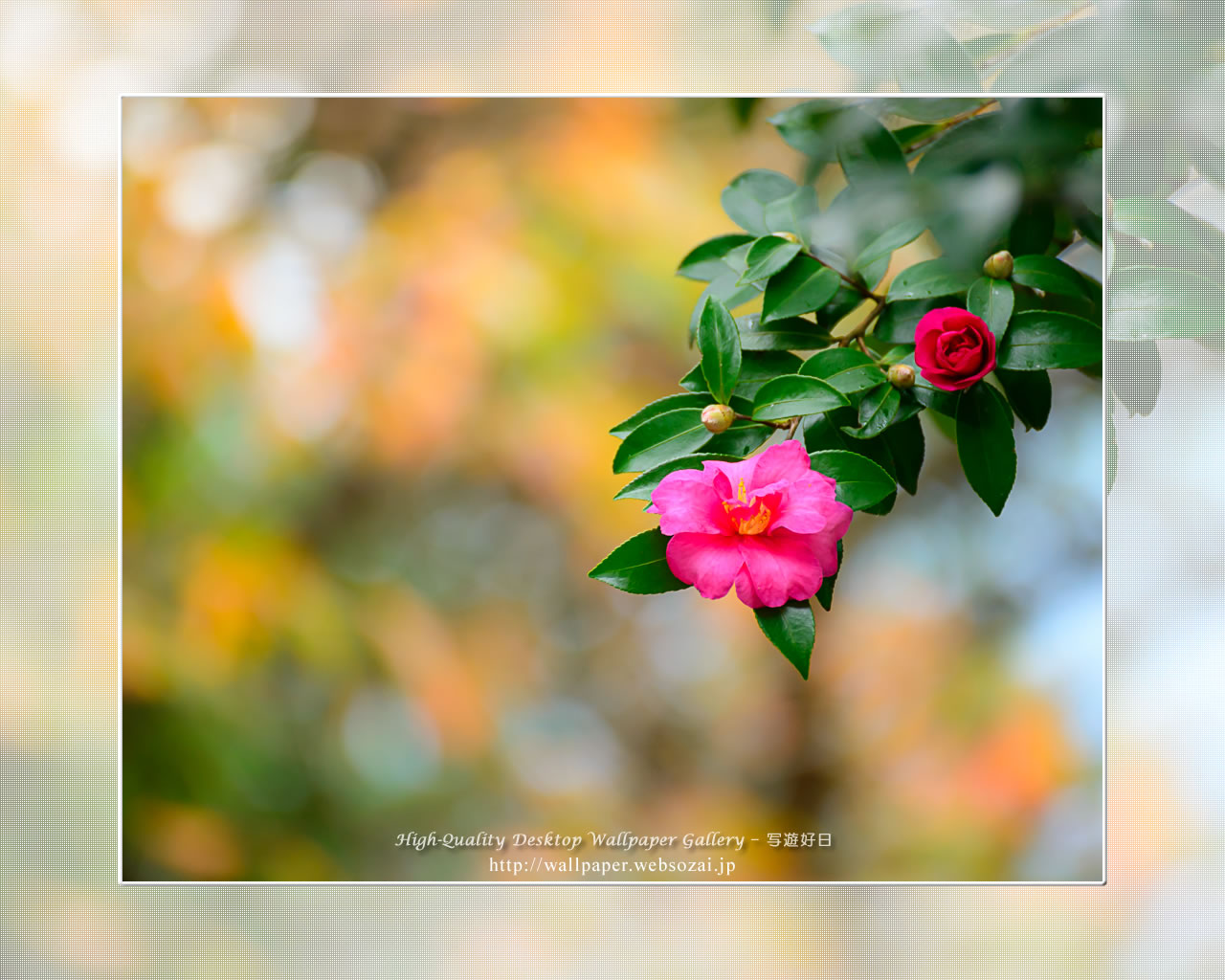 山茶花の壁紙(1280×1024)